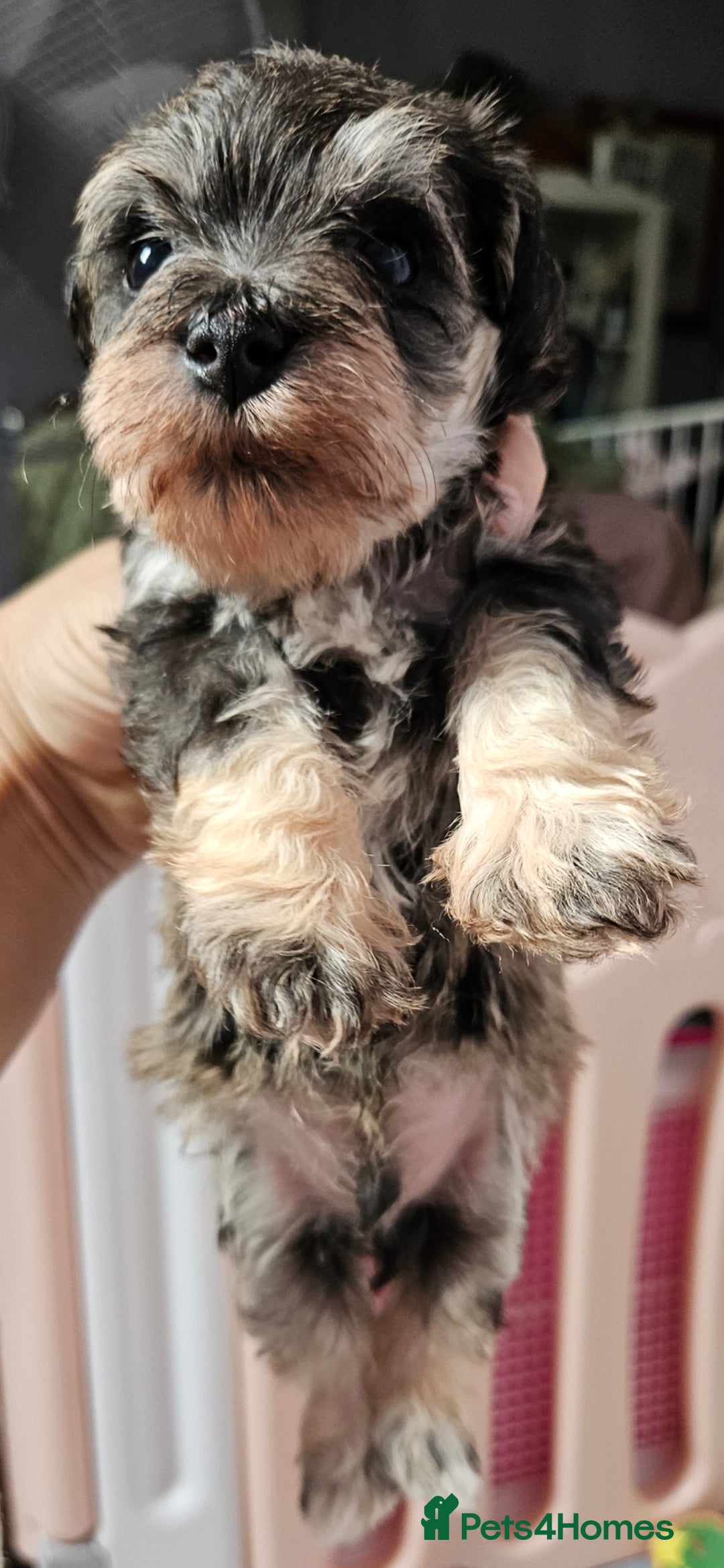 Schnoodle dogs for sale: 2 beautiful schnoodles  - Image 13
