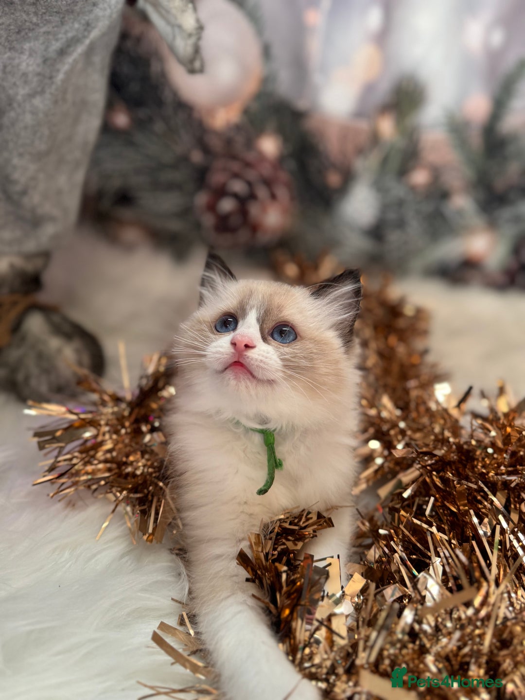 Ragdoll cats for sale: 🏆 gccf ragdoll grand champion kittens 🏆 - Advert 27