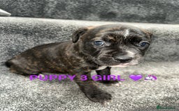 Staffordshire Bull Terrier dogs for sale: 4 staffy pups  - Image 10