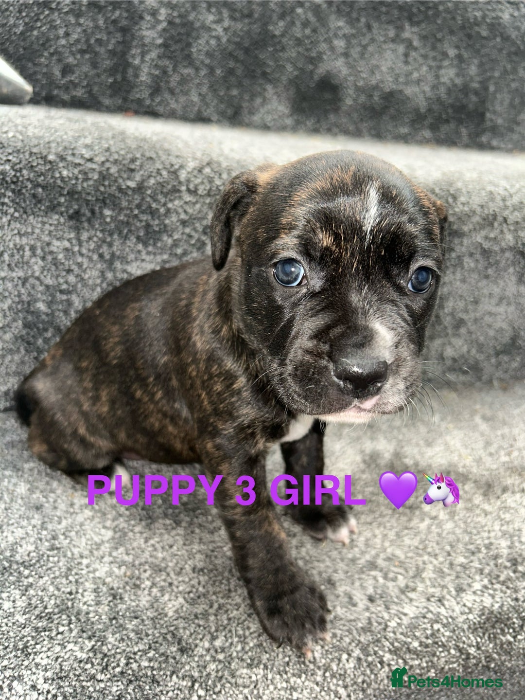 Staffordshire Bull Terrier dogs for sale: 4 staffy pups  - Image 10