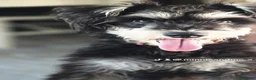 Miniature Schnauzer dogs for sale: Saya my beautiful 2 year old in Cardiff - Advert 9