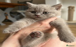 British Shorthair cats for sale: Charming GCCF British Shorthair Kittens 🐈‍⬛  - Image 16
