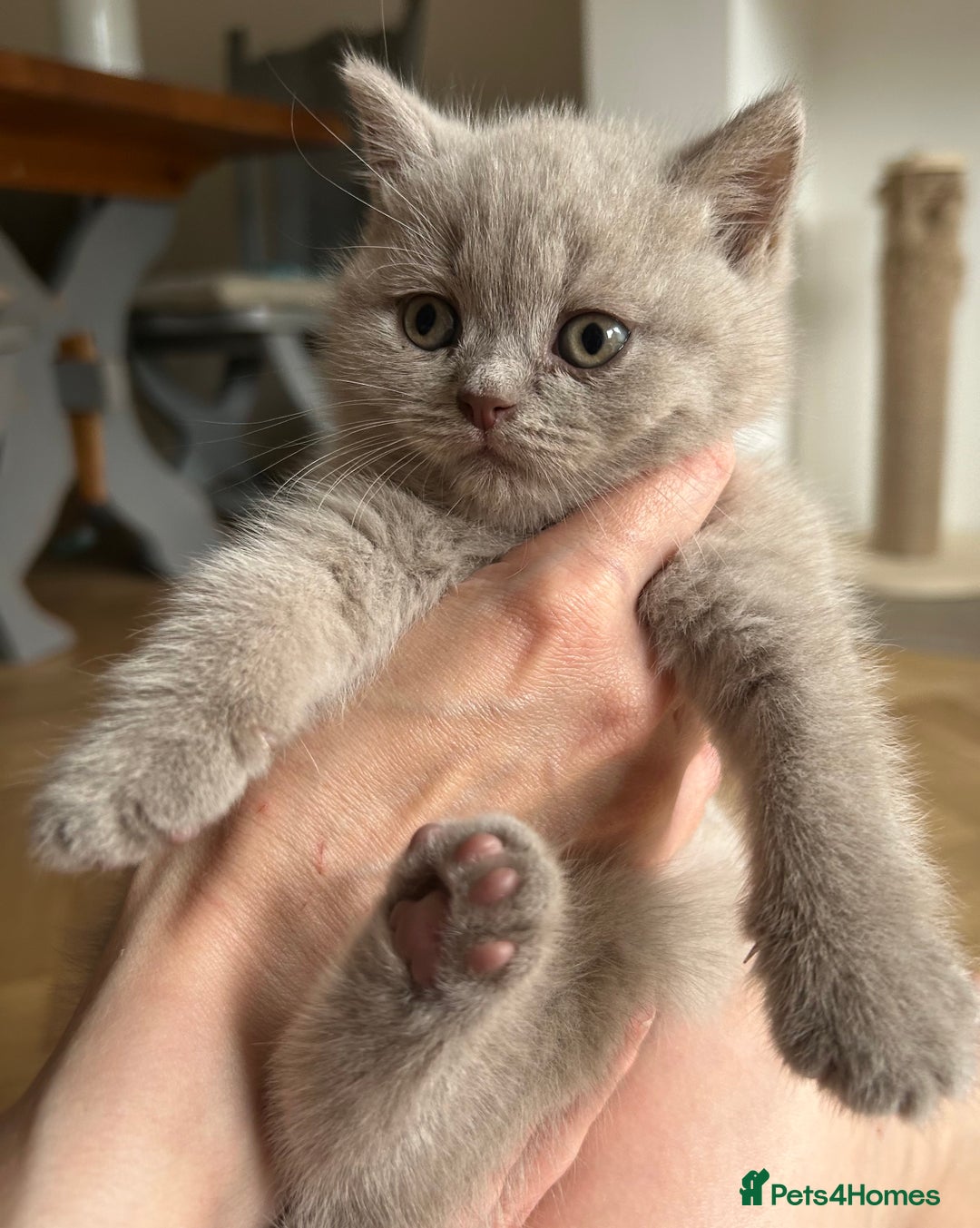 British Shorthair cats for sale: Charming GCCF British Shorthair Kittens 🐈‍⬛  - Image 16