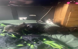Domestic Shorthair cats for sale: Beautiful black boy looking for a furrever home!! - Image 6