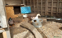 Ducks poultry for sale: Pair Bantam Appleyard Ducks  - Image 2