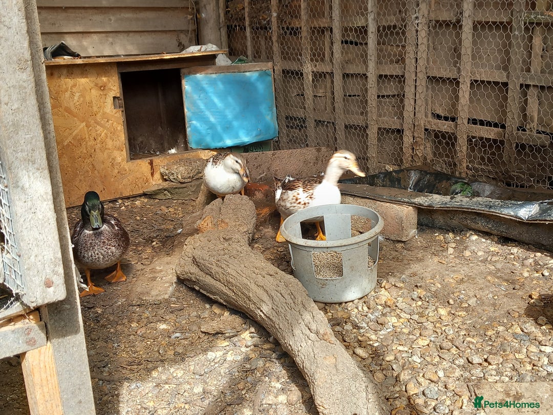 Ducks poultry for sale: Pair Bantam Appleyard Ducks  - Image 2