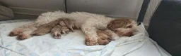 Cockapoo dogs for sale: Cockapoo pups for sale - Advert 7
