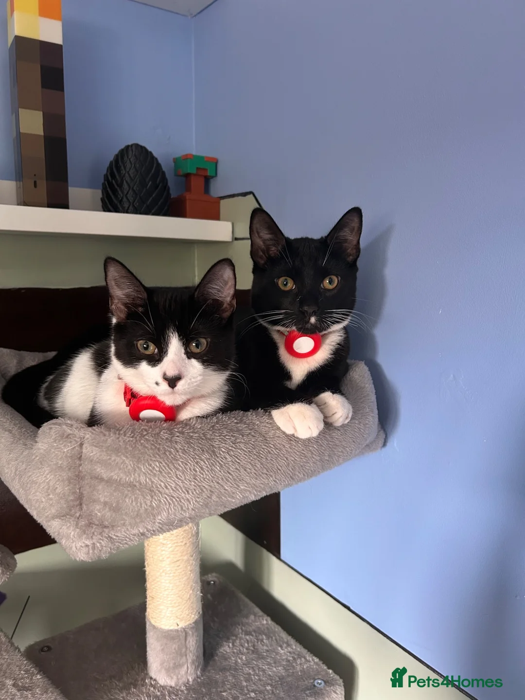 Mixed Breed cats for sale: Loveable brothers  - Advert 2