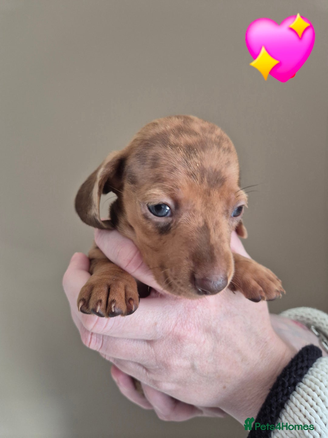 Miniature Dachshund dogs for sale: Looking for their forever 🏡 - Image 4