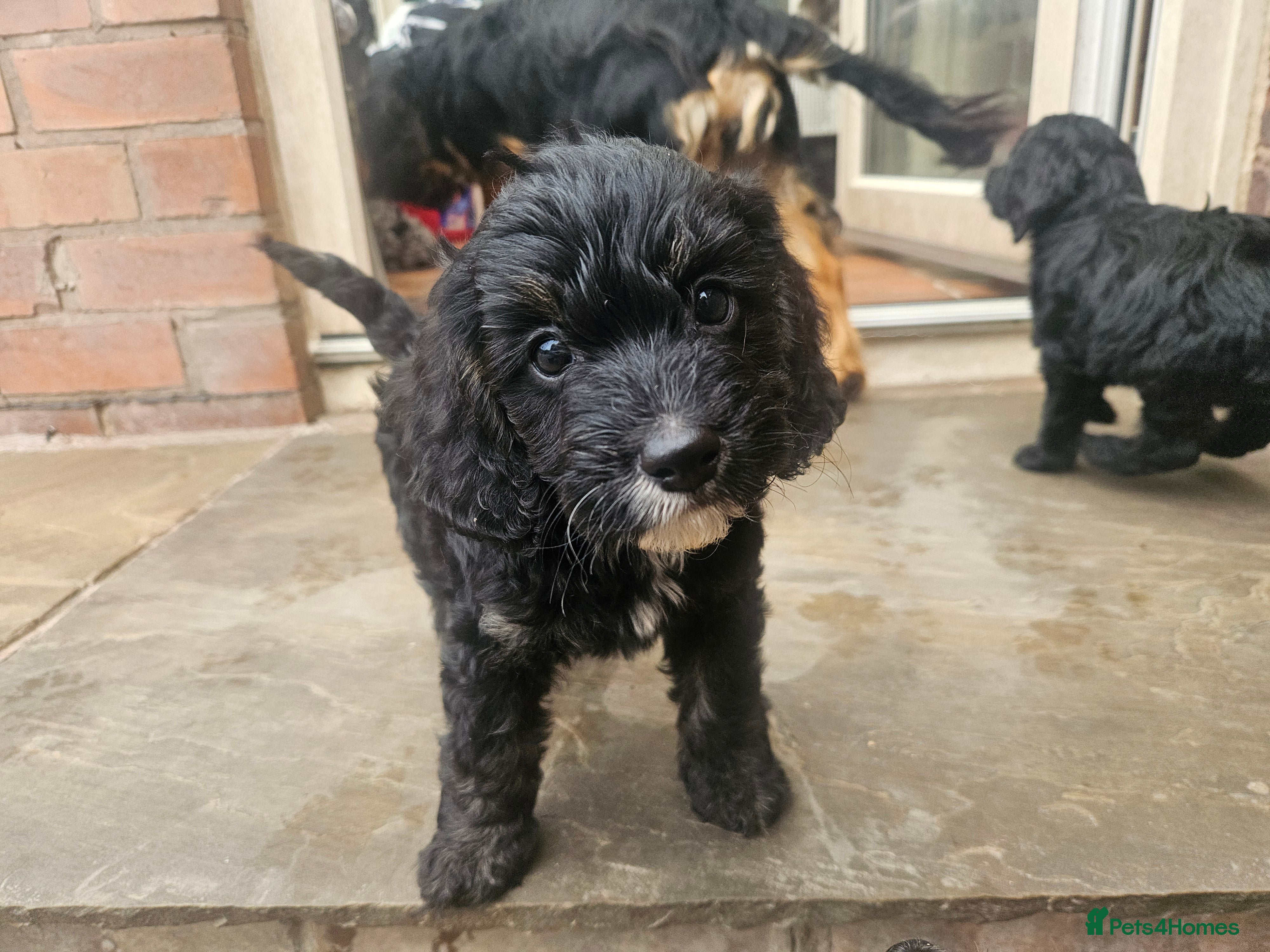 Cockapoo dogs Beautiful Litter of Stunning Cockerpoo Puppies - Advert 2