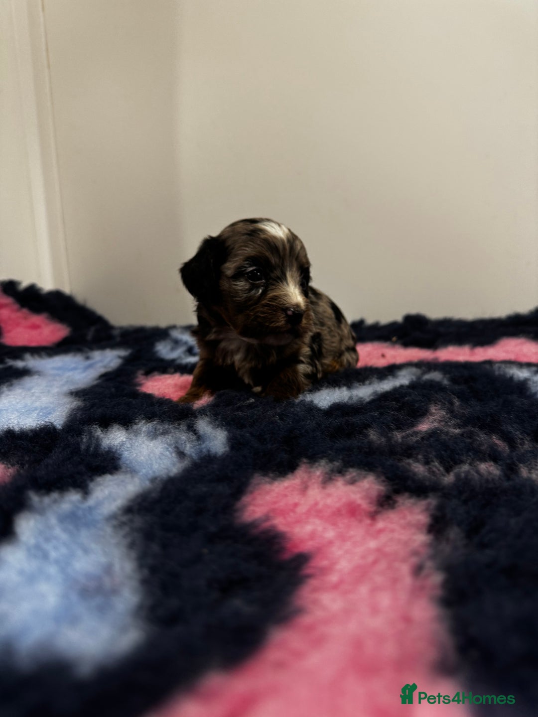 Cavapoo dogs for sale: 7 beautiful cavapoos  - Image 14
