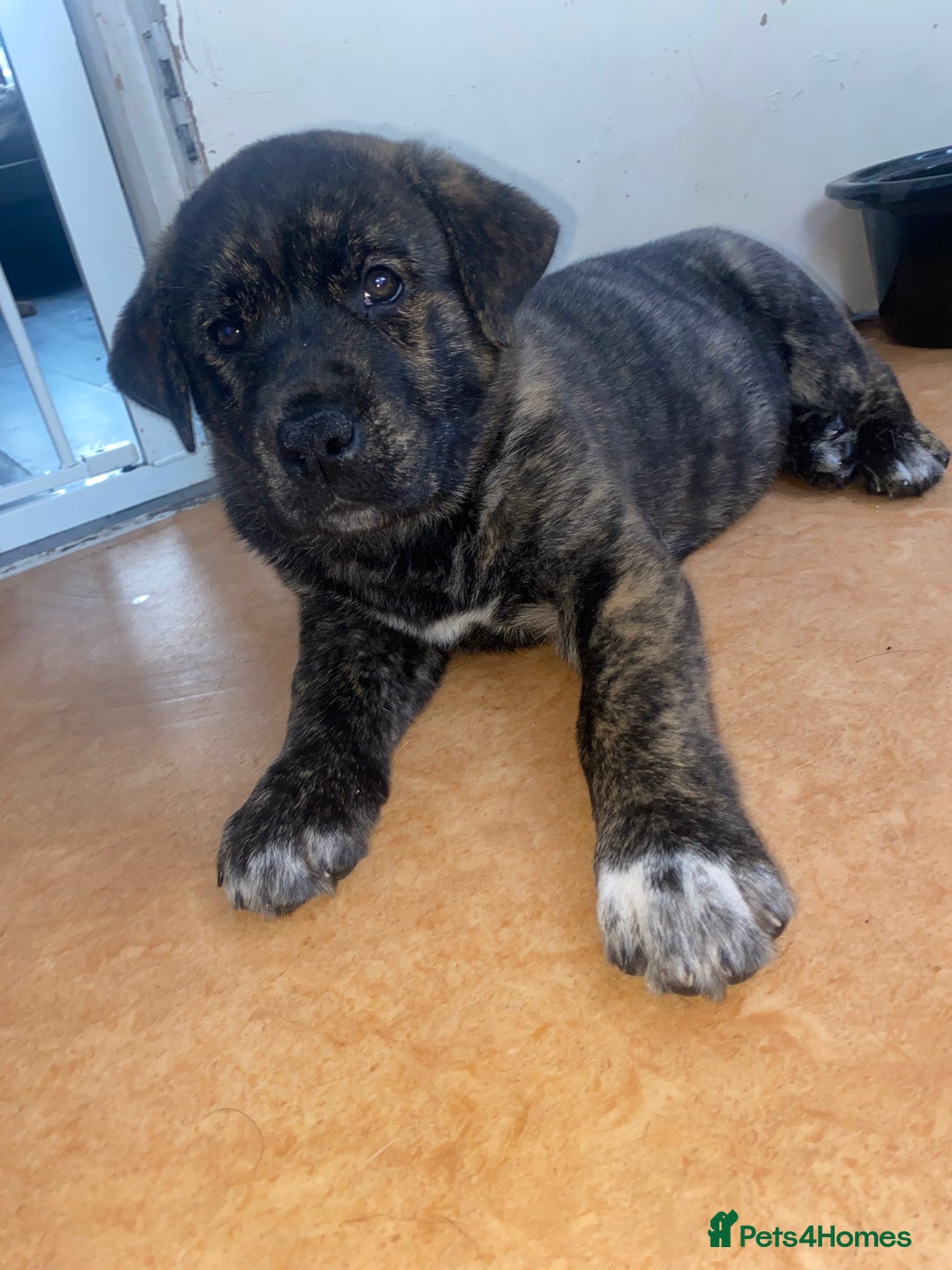 Mixed Breed dogs for sale: Rottweiler cross Akita (rokita) - Image 6