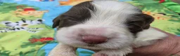 English Springer Spaniel dogs for sale: KC Homebred Health Tested Vet Social Pups 🩷 - Advert 29