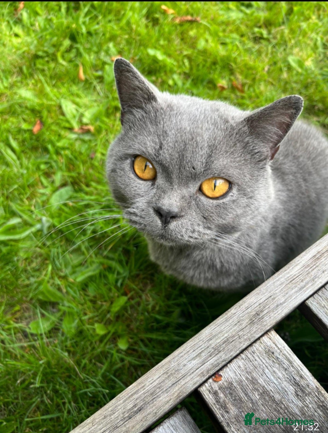 British Shorthair cats for sale: 8 yr old male British short hair - Image 1