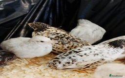 Quail poultry for sale: Quail (Button, King, Chinese Painted) - Image 1
