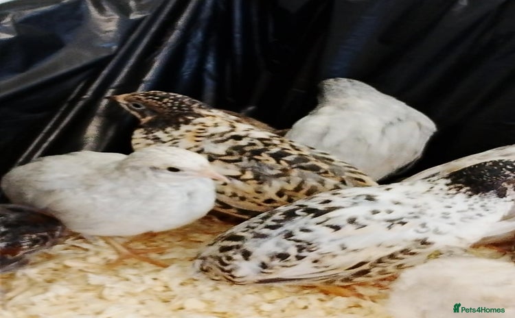 Quail poultry - Advert 11