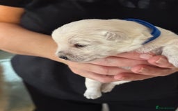 West Highland Terrier dogs for sale: West Highland Terrier Puppies for Loving Homes - Image 7