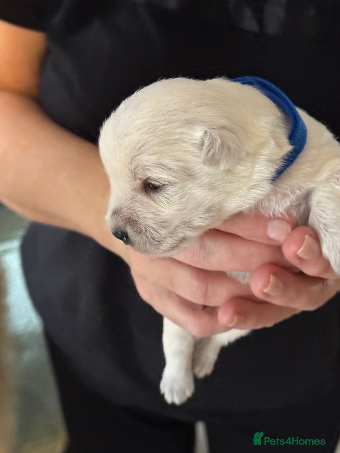 West Highland Terrier dogs for sale: West Highland Terrier Puppies for Loving Homes - Image 7