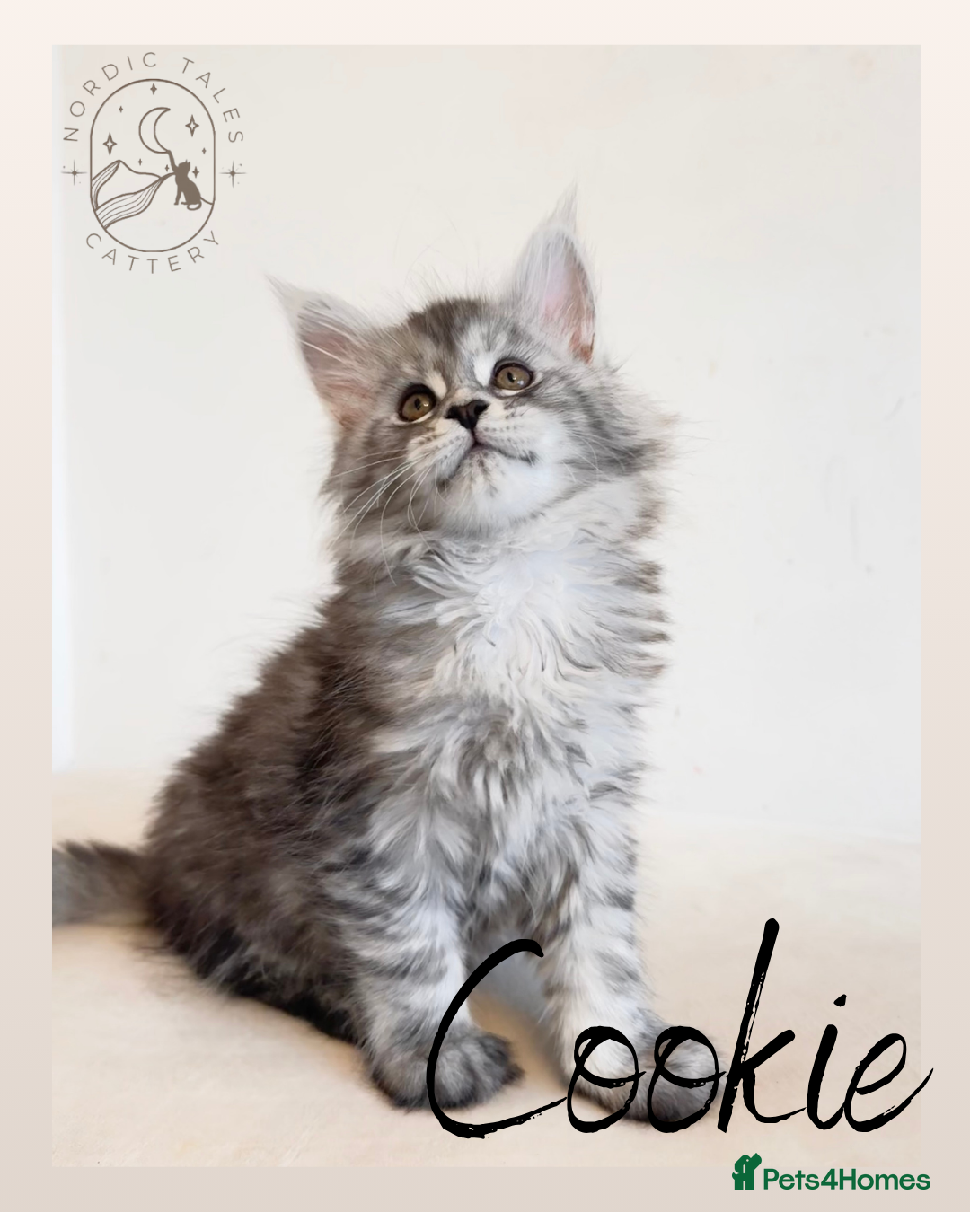 Maine Coon cats for sale: High Smoke, Smoke & Tabby Maine Coons - Advert 11