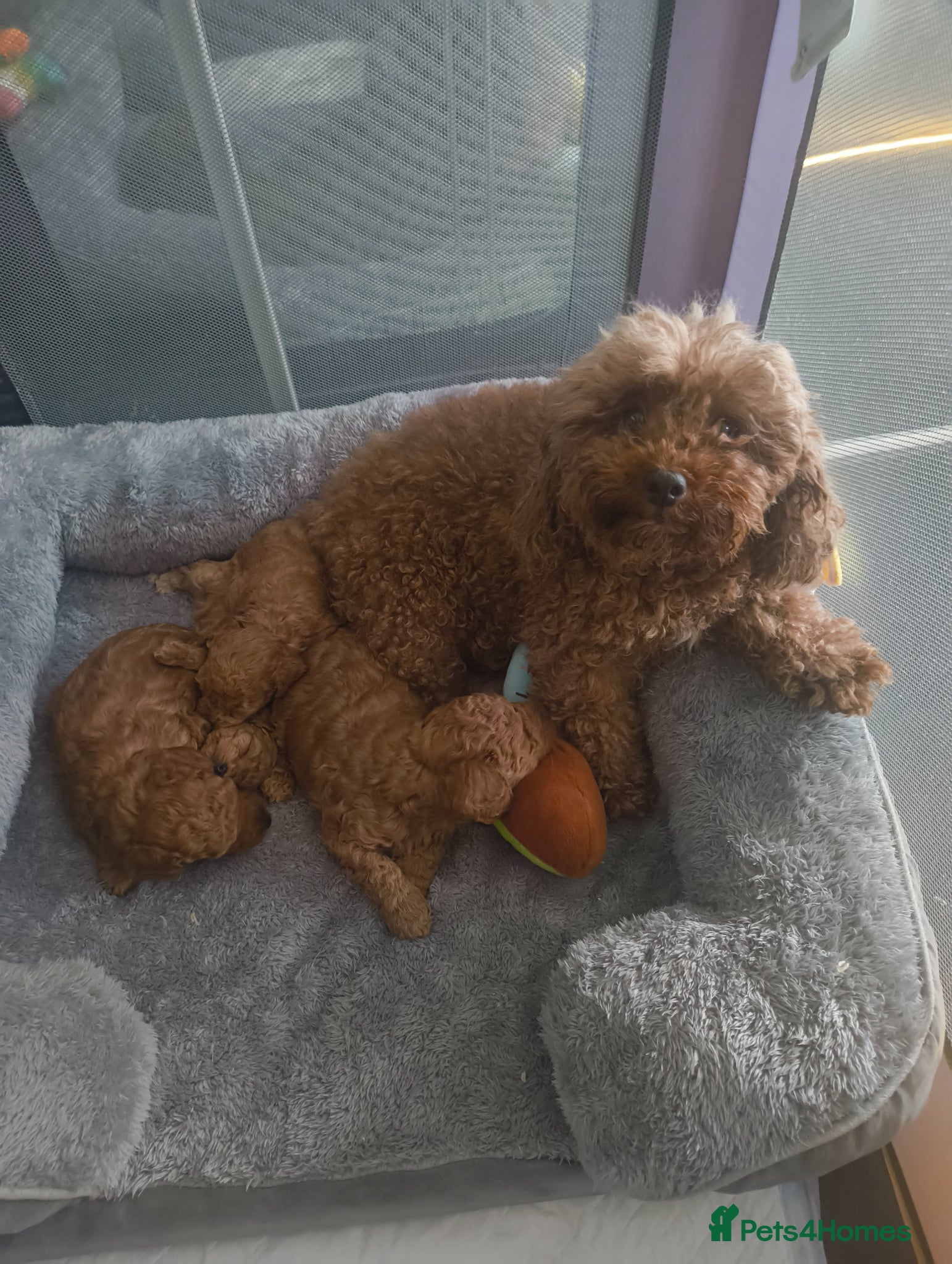 Toy Poodle dogs KC registered toy poodle puppies  - Advert 7