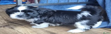 Shih Tzu Puppy 4