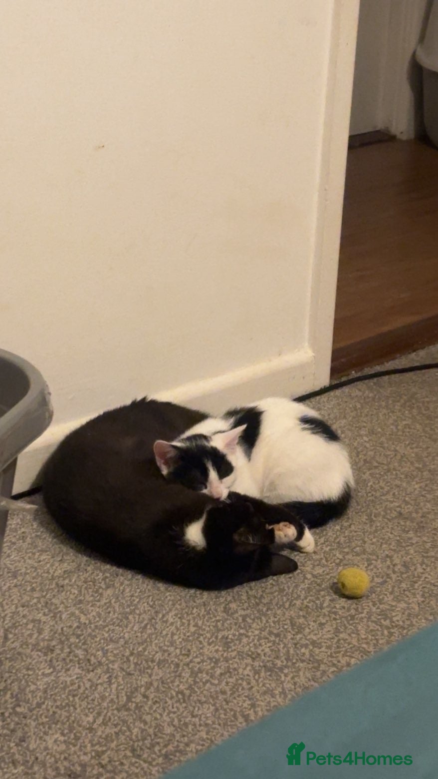 Mixed Breed cats Just over 10 week old male kitten - Advert 1