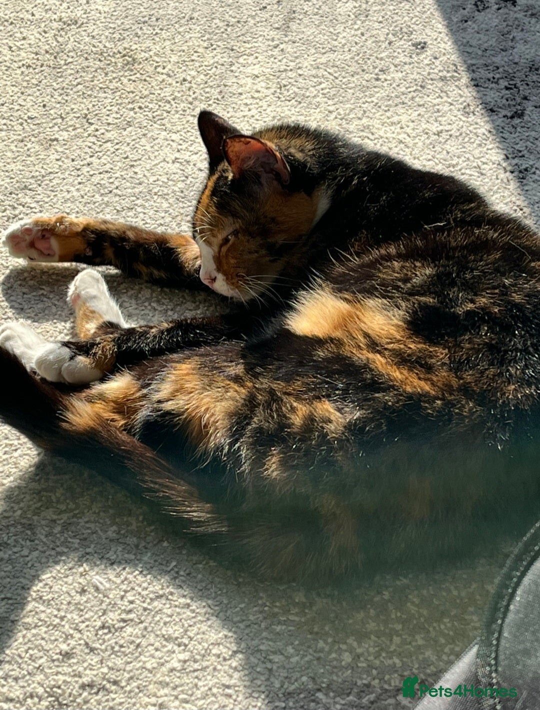 Mixed Breed cats for sale: Tortoise Shell Cat needs new home  - Advert 5
