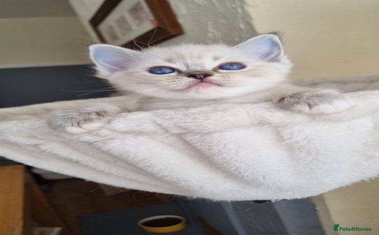 Ragdoll cats - Advert 8