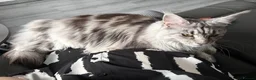 Maine Coon cats for sale: Stunning 2 year old Female Maine Coons  - Advert 5