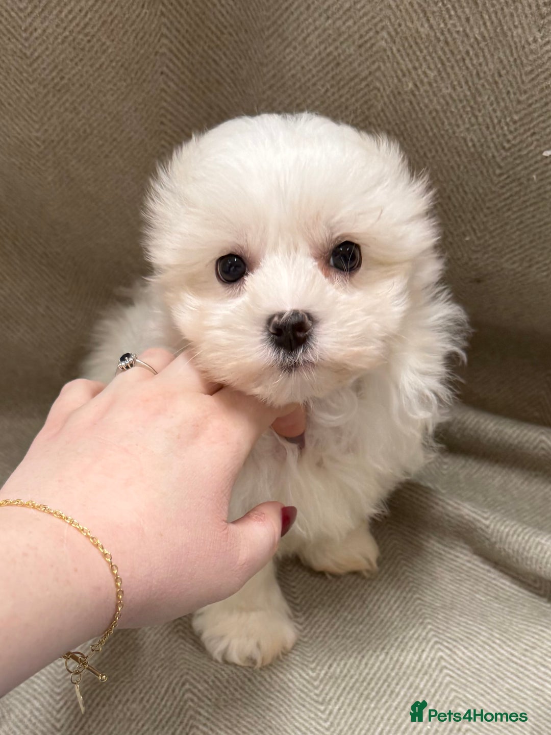 Maltese dogs for sale: Singleton male maltese - Advert 4