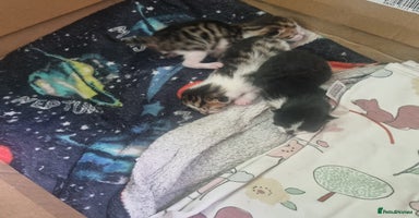 Mixed Breed cats - Advert 6