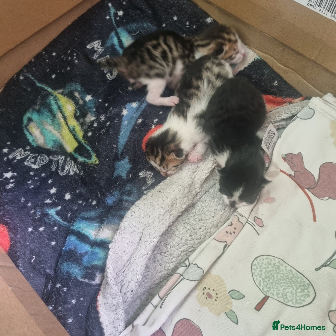 Mixed Breed cats for sale: Beautiful half bengal kittens  - Image 3