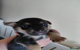 Jack Russell dogs for sale: Jack Russell Puppies - Image 19