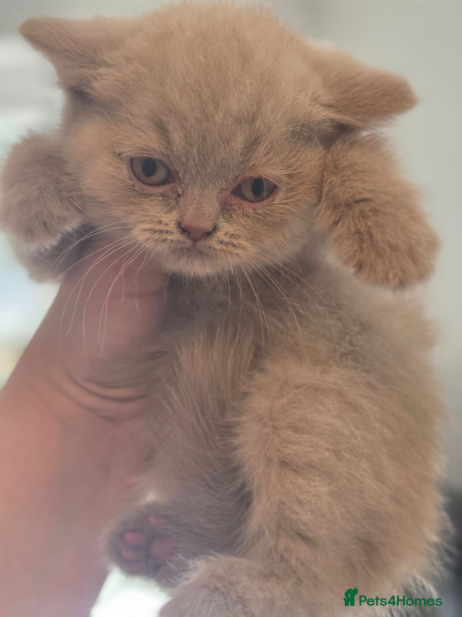 British Shorthair cats 🐾 BEAUTIFUL BRITISH SHORTHAIR KITTENS 🐾   - Advert 1