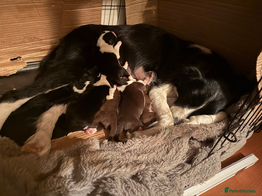 Border Collie dogs for sale: Border collie pups - Image 25