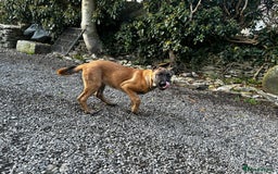 Mixed Breed dogs for sale: Dutch/Belgian malinois   - Image 1