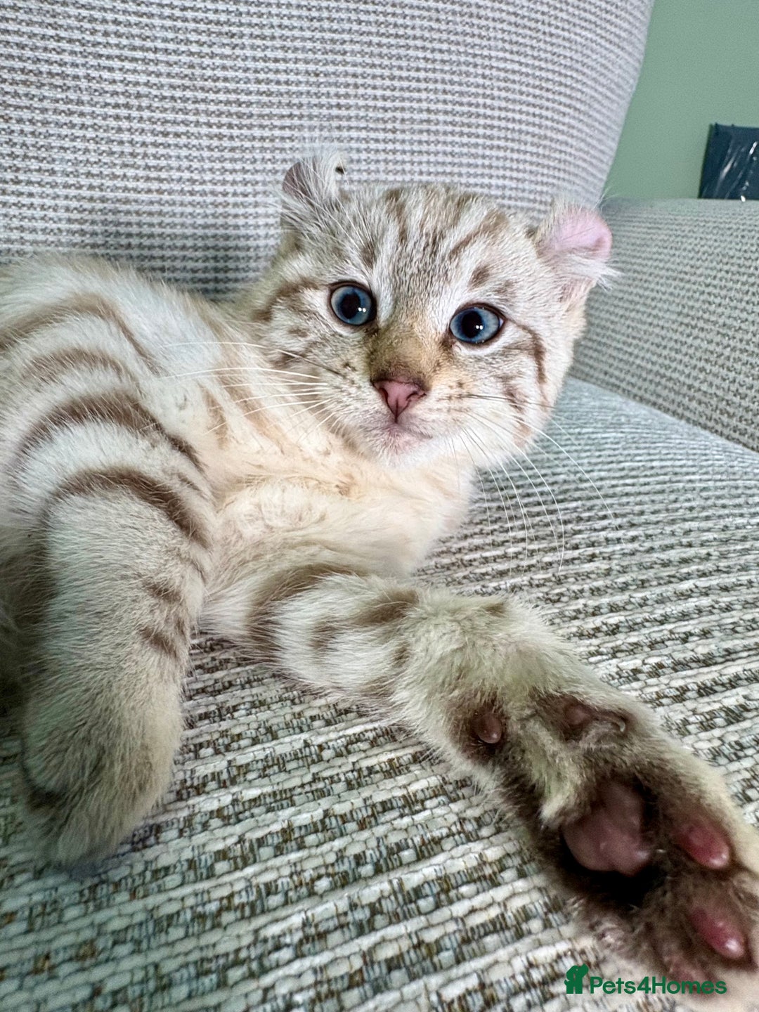 Savannah cats for sale: Superb wild looking snow leopard male  - Advert 11