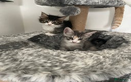 Maine Coon cats for sale: Maine coon x domestic kittens. One girl left - Image 3