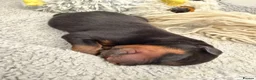 Rottweiler dogs for sale: ⭐️ KC registered Rottweiler puppies ⭐️ - Advert 3