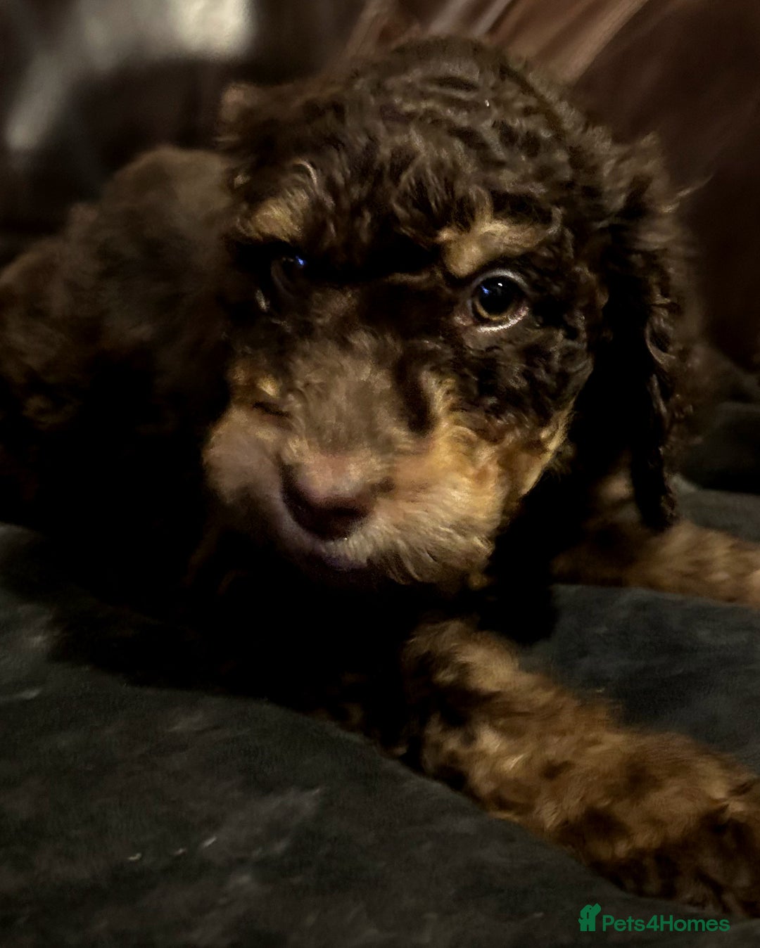 Labradoodle dogs for sale: stunning F2 labradoodle puppies... Available now - Advert 16