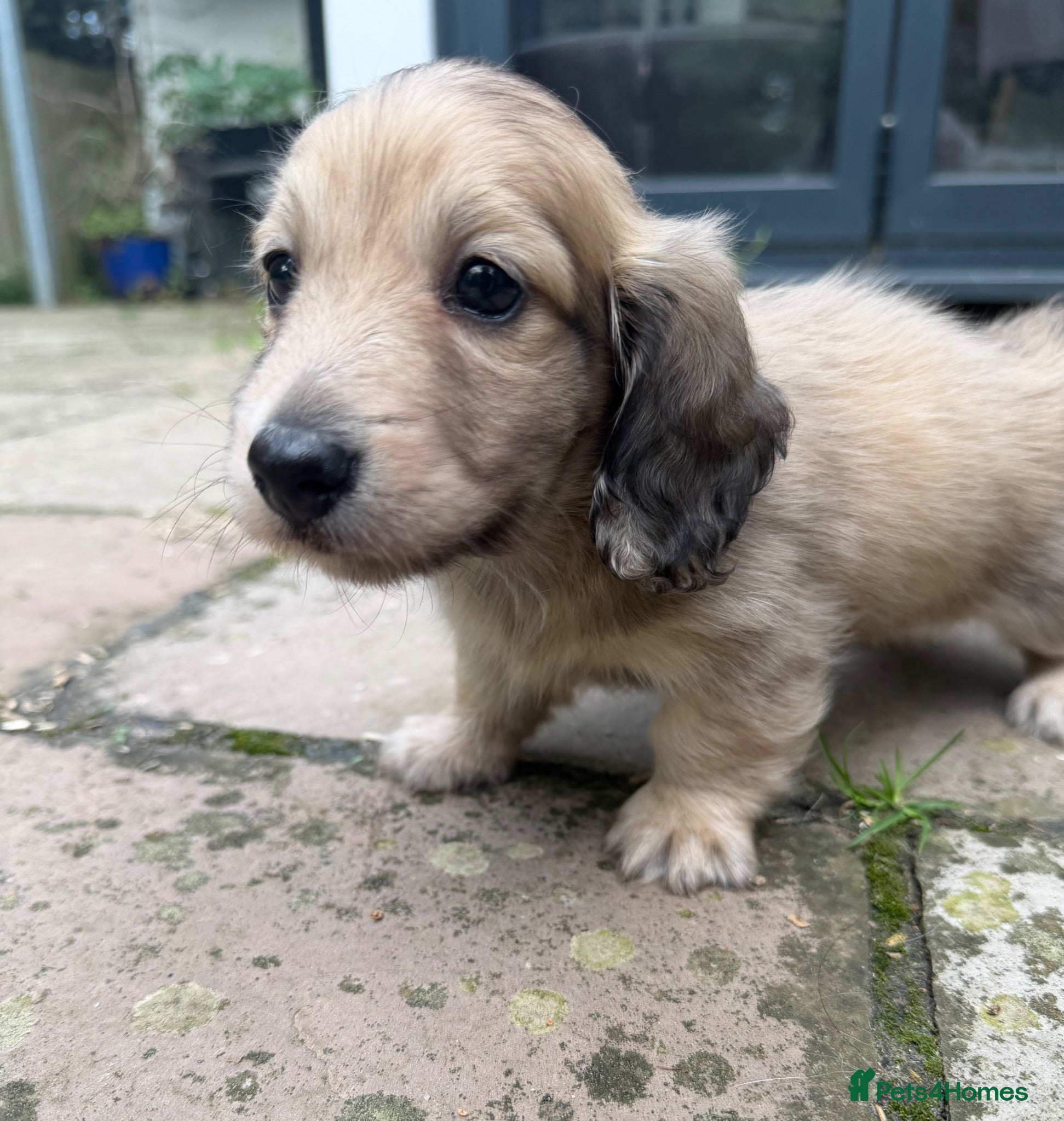 Miniature Dachshund dogs Gorgeous cream mini long haired boys  - Advert 13