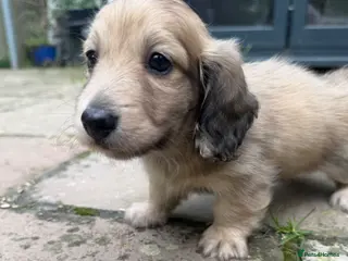 Miniature Dachshund dogs Gorgeous cream mini long haired boys - Advert 1