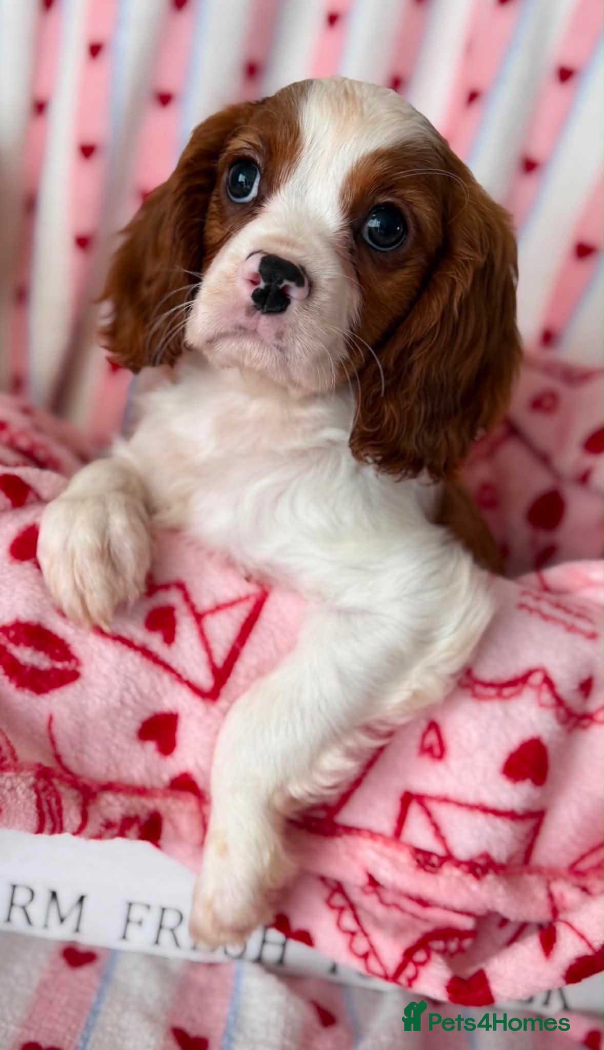 Cavalier King Charles Spaniel dogs DNA CAVALIER PUPPIES - Advert 1