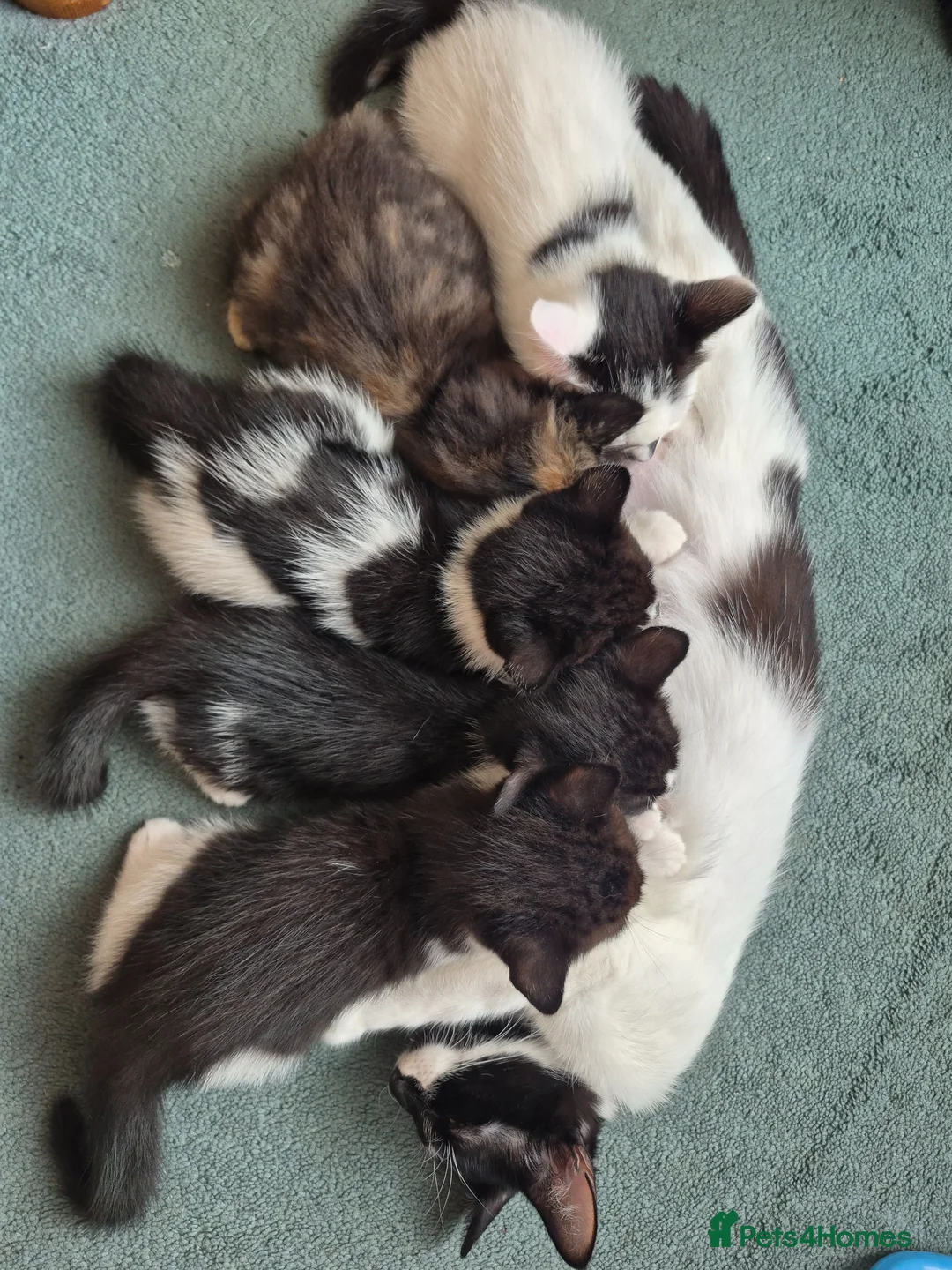 British Shorthair cats for sale: Kittens  - Advert 2