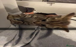 Mixed Breed cats for sale: Kittens for sale asap £40 - Image 1