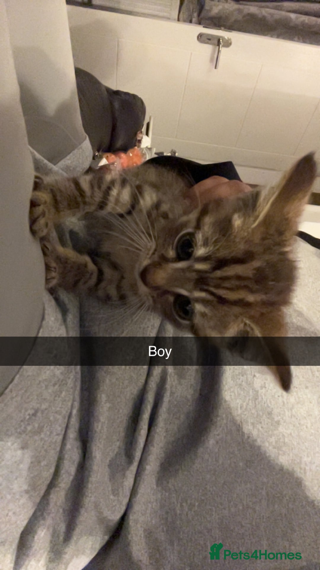 Mixed Breed cats for sale: Kittens for sale asap £40 - Image 1