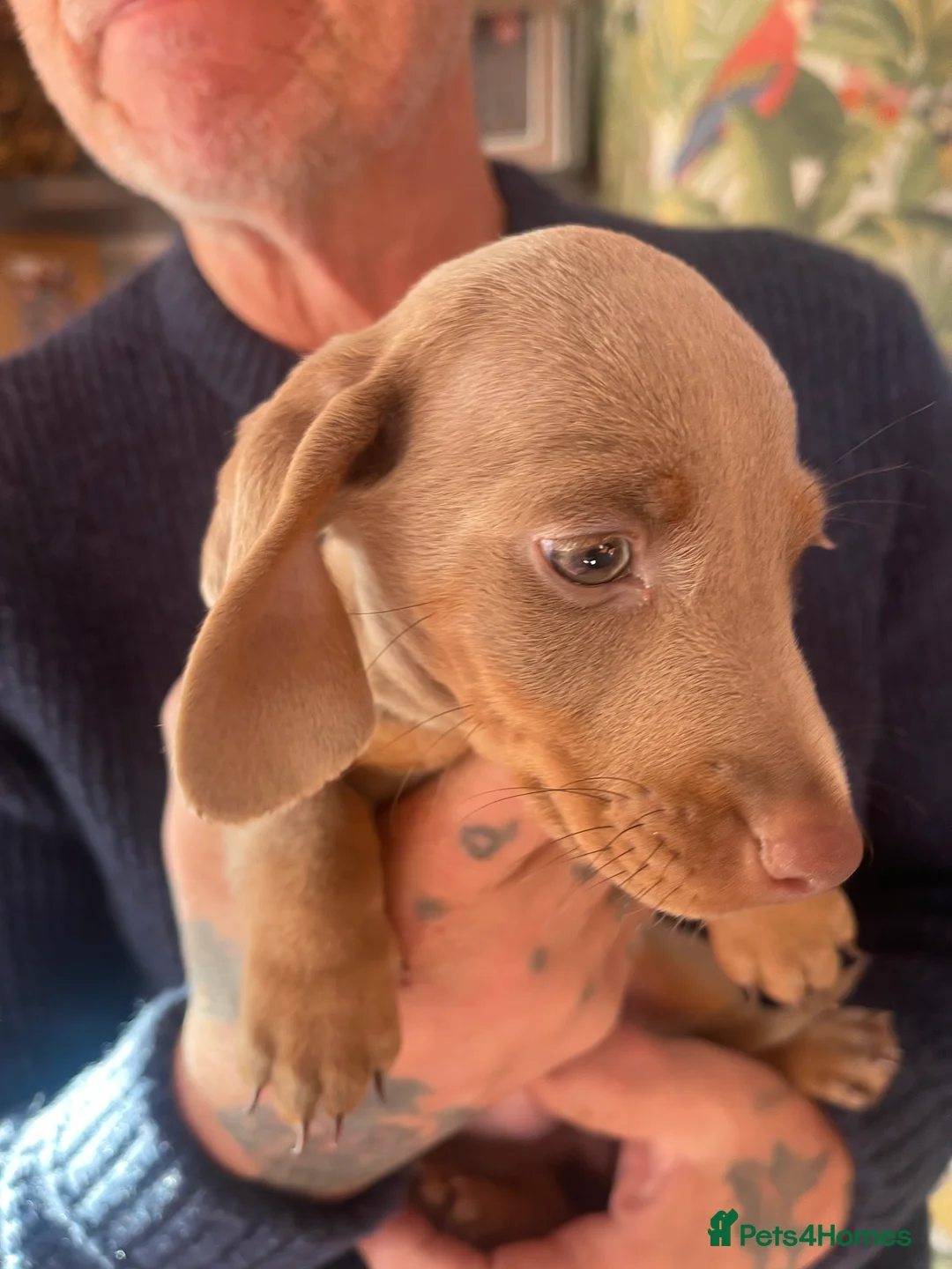 Miniature Dachshund dogs for sale: ❤️Minature Dachshunds for Sale ❤️ - Advert 5