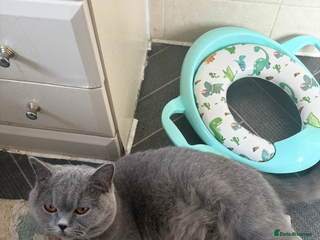 British Shorthair cats 1 male - Advert 1