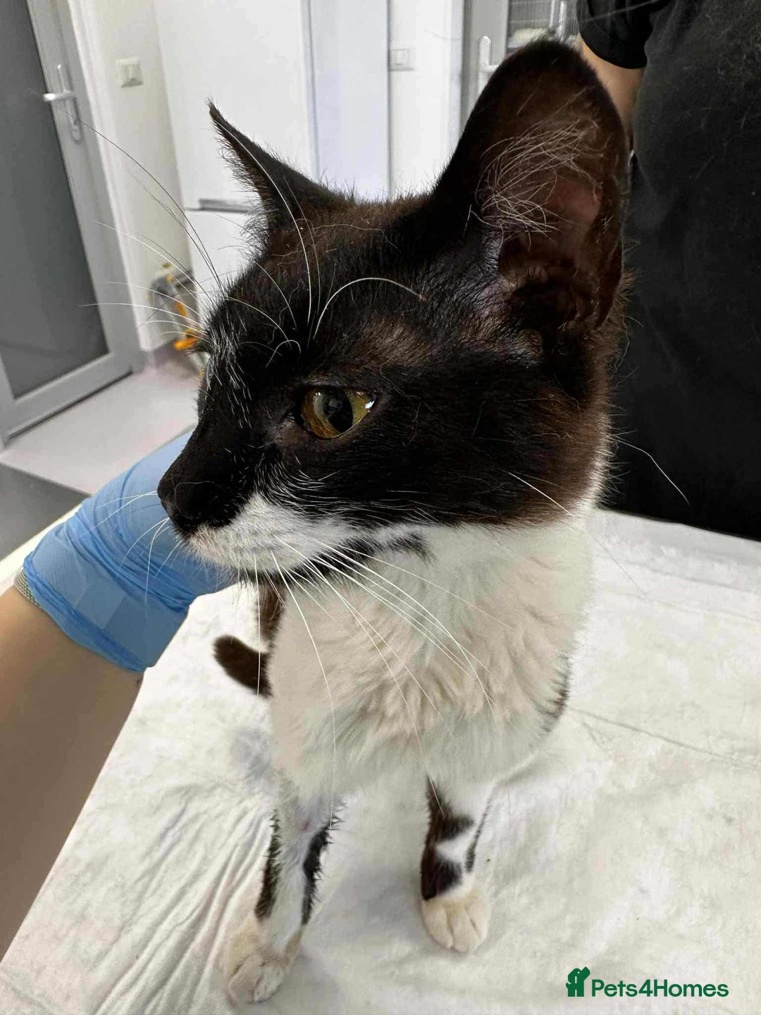 Mixed Breed cats for adoption: Jacob for adoption - Image 4