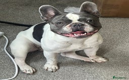 French Bulldog dogs for sale: French bulldog 1 year old for sale  - Image 1